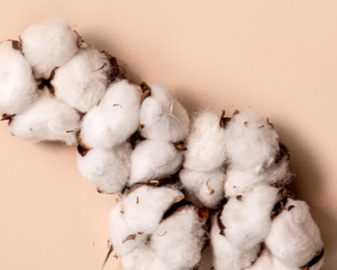 Capture fleur de coton
